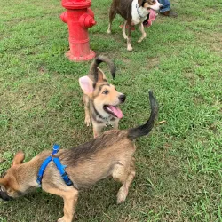 League City Dog Park - League City