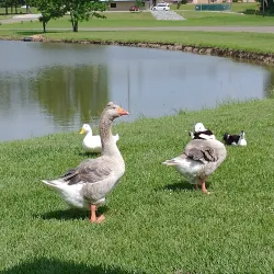 Livingston City Park - Livingston