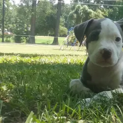 Livingston Golf Course - Livingston