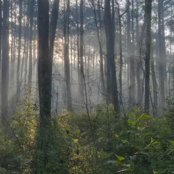 Sam Houston National Forest - Livingston