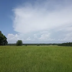 Sam Houston National Forest - Livingston