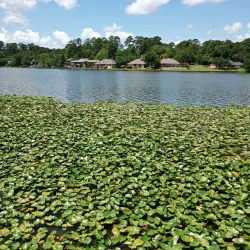 Sam Houston National Forest - Livingston