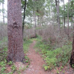 Sam Houston National Forest - Livingston