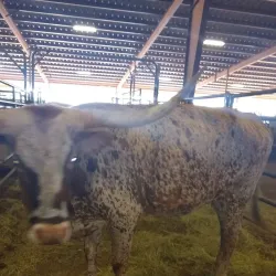 Llano County Fairgrounds - Llano