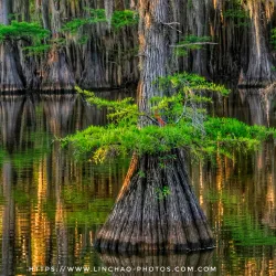Caddo Lake State Park - Longview