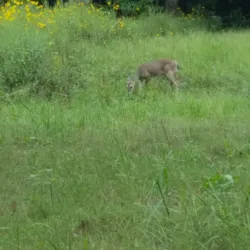 Paul Boorman Trail - Longview