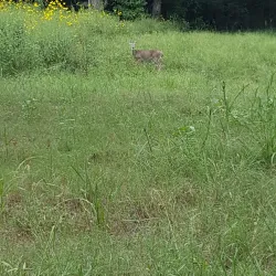 Paul Boorman Trail - Longview