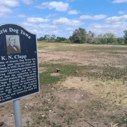 Prairie Dog Town - Lubbock