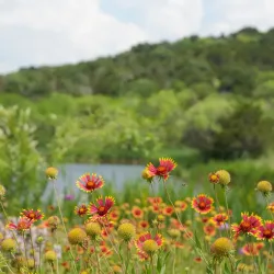 Cedar Ridge Preserve - Mansfield
