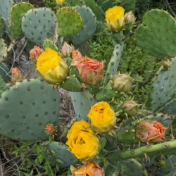 Balcones Canyonlands National Wildlife Refuge - Marble Falls