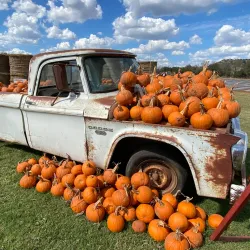 Sweet Berry Farm - Marble Falls