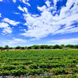 Sweet Berry Farm - Marble Falls