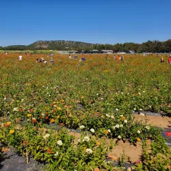 Sweet Berry Farm - Marble Falls