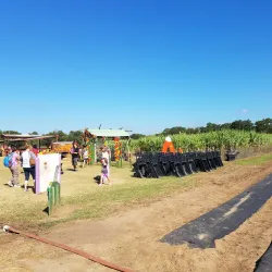 Sweet Berry Farm - Marble Falls