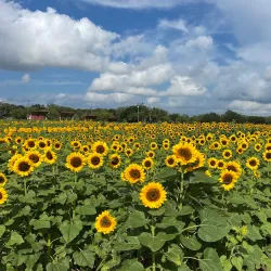Sweet Berry Farm - Marble Falls