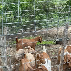 Sweet Berry Farm - Marble Falls