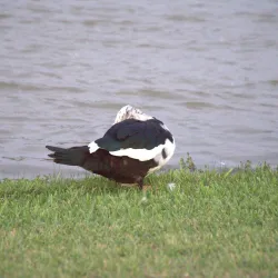 Fireman's Park - McAllen