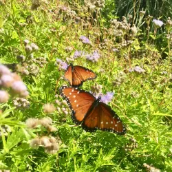 McAllen Nature Center - McAllen