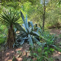 Quinta Mazatlan - McAllen