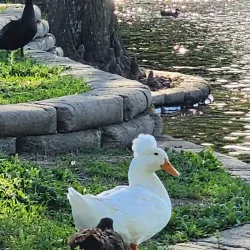 City Lake Park - Mesquite