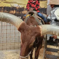 Mesquite Arena - Mesquite