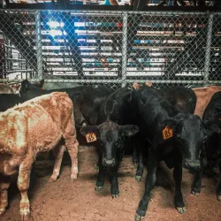 Mesquite Championship Rodeo - Mesquite