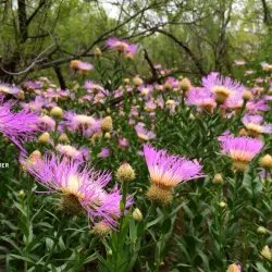 I-20 Wildlife Preserve and Jenna Welch Nature Study Center - Midland