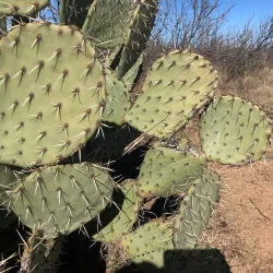 Sibley Nature Center - Midland