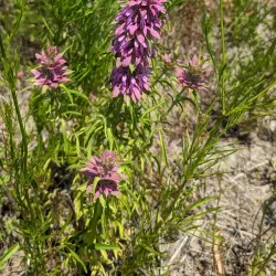 Mineral Wells Fossil Park - Mineral Wells