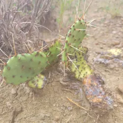 Mineral Wells Fossil Park - Mineral Wells