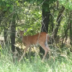 Mineral Wells State Park - Mineral Wells
