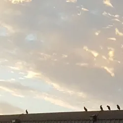 The Palace Theatre - Mineral Wells