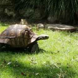 Frank Buck Zoo - Mount Pleasant