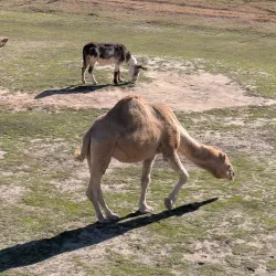 Frank Buck Zoo - Mount Pleasant