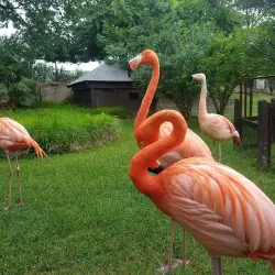 Frank Buck Zoo - Mount Pleasant