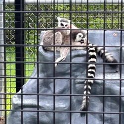 Frank Buck Zoo - Mount Pleasant