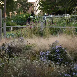 SFA Mast Arboretum - Nacogdoches