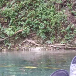 Comal River - New Braunfels