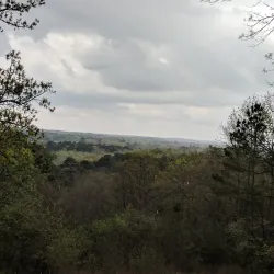 Dogwood Trails - Palestine