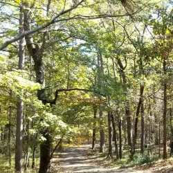 Dogwood Trails - Palestine