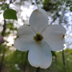 Dogwood Trails - Palestine