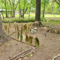 Dogwood Trails - Palestine