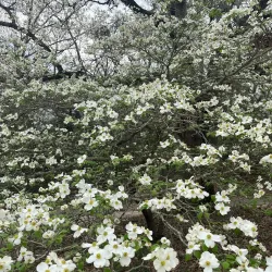 Dogwood Trails - Palestine