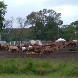 Winnsboro City Park - Palestine