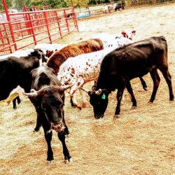 Winnsboro City Park - Palestine