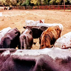 Winnsboro City Park - Palestine