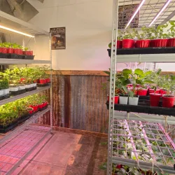 Plainview Farmers Market - Plainview