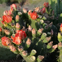 Go Ape Zipline & Adventure Park - Plano