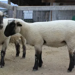 Heritage Farmstead Museum - Plano