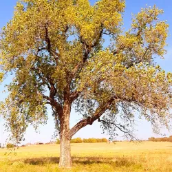 Oak Point Park and Nature Preserve - Plano